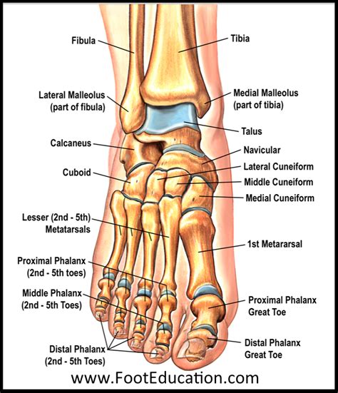 foothubjd|Ankle and foot anatomy: Bones, joints, muscles .